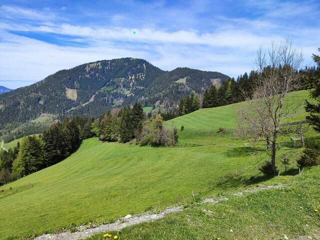 auf einer ganz gemütlichen Forststraße gehen wir dahin, und sehen schon das ,,Objekt der Begierde" - den Hochschlag (im Hintergrund)... | Foto: I.Wozonig