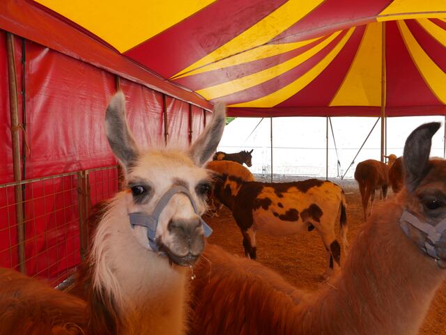 Buenos dias, die Lamas sind vielleicht nicht mehr lange mit dem Zirkus unterwegs. | Foto: Anita Empl