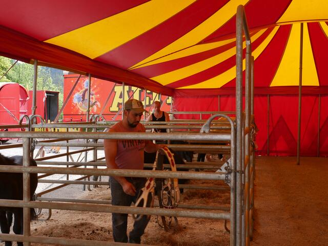 Daniel und Rene Degen bringen die schwarzen Ponys in die Stallungen zurück. | Foto: Anita Empl