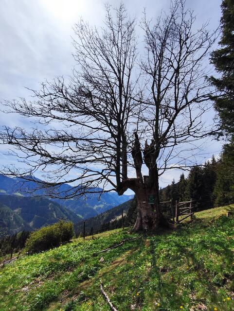 er hält majestätisch die Stellung... | Foto: I.Wozonig