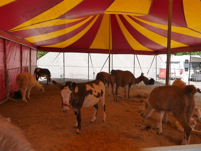 Egal wo, die Familie hat die Tiere immer fest im Blick. | Foto: Anita Empl