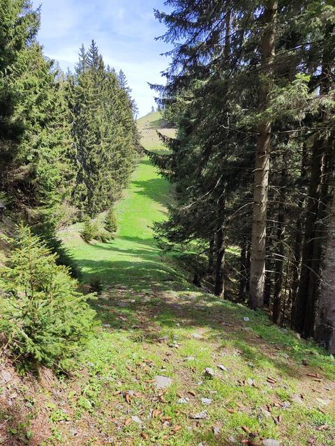 ganz schön geländegängig müssen unsere Rinder sein, aber wir auch... | Foto: I.Wozonig