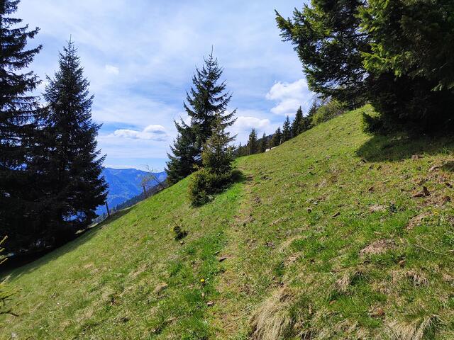 jetzt kommen wir auf eine Almwiese hinaus... | Foto: I.Wozonig