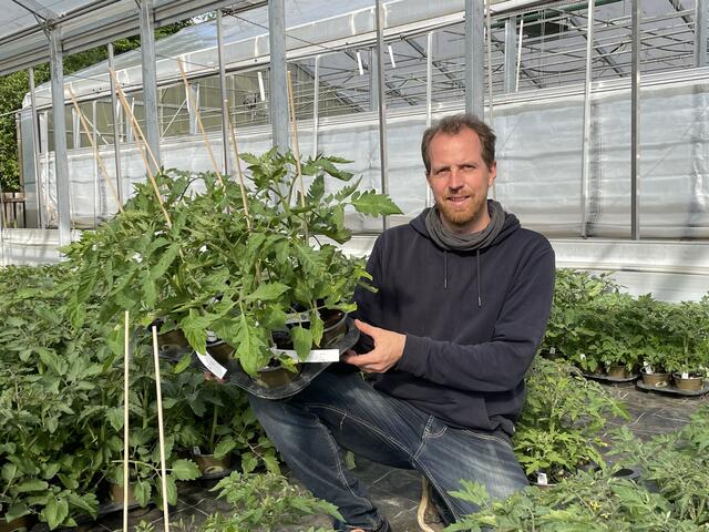 Simon Wedenig setzt gerade bei Tomatensorten auf den Selbstversuch. Erst nach dieser Phase kommen die Pflanzen in den Verkauf. | Foto: MeinBezirk.at