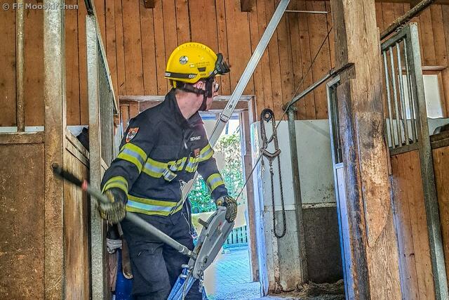 Mit einem speziellen Gurt und einer Vorrichtung richteten die Mooskirchner Feuerwehrleute das Pferde wieder auf. | Foto: FF Mooskirchen