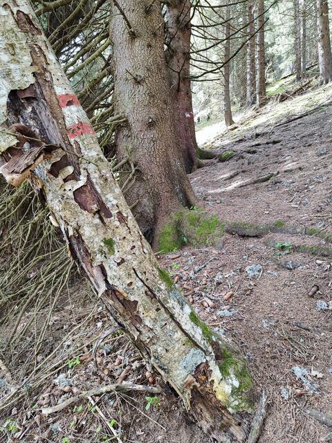 es wird steiler und bei den Wurzeln heißt's aufpassen... | Foto: I.Wozonig