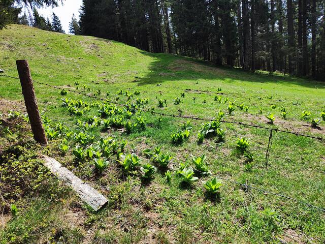 die Almwiesen werden schon grün und der Germer kommt heraus... | Foto: I.Wozonig
