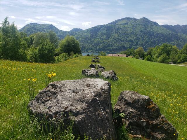 Diese Steinreihe wurde bewusst an einen Ort gesetzt,
der vor Jahrhunderten gerodet un von Steinen befreit wurde.
Die Steine kehren zurück! Sie betonen markant die Landschaftsform und setzen den Ort der Betrachtung in einen Dialog mit den ihn umgebenden Bergen.
Text aus MUNDWERK Literatur im Mondseeland.