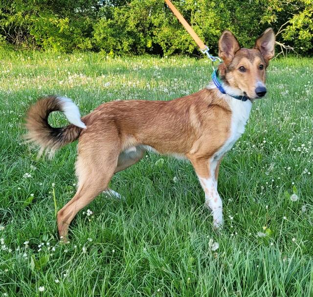 Dimitris, geboren 2023, ca 18 kg, versteht sich leider nicht mit der schon vor ihm vorhandenen Hündin. Er sucht ein Einzelplätzchen ohne Kinder. Dimitris ist sehr aktiv, sportlich, kennt die Grundkommandos, geht brav an der Leine und kuschelt auch gerne.
Kontakt: 0664/1276603 oder 0660/6905832 | Foto: Pfotenhilfe Tulln