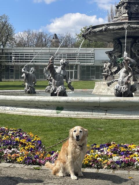 Spätestens seit der Pandemie boomen Hunde in der Stadt. Die Kontrolle, ob die vierbeiner gechipt und registriert sind, kann von der Grazer Ordnungswache nicht durchgeführt werden, obwohl Auslesegeräte vorhanden sind.  | Foto: privat