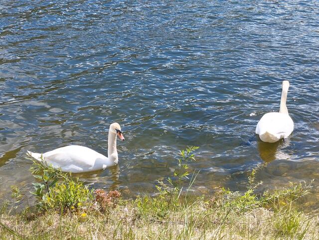 Am Traunfluss | Foto: Veronika Frank