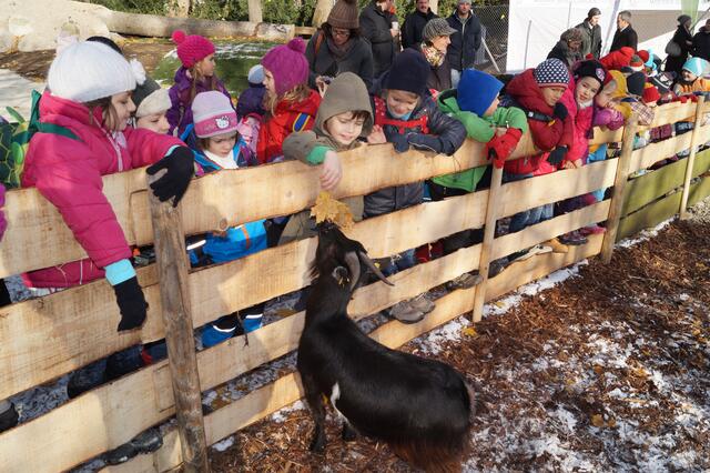 Bis vor Kurzem konnten die Ziegen und Schafe im Pötzliensdorfer Schlosspark noch gestreichelt werden. | Foto: Markus Mittermüller