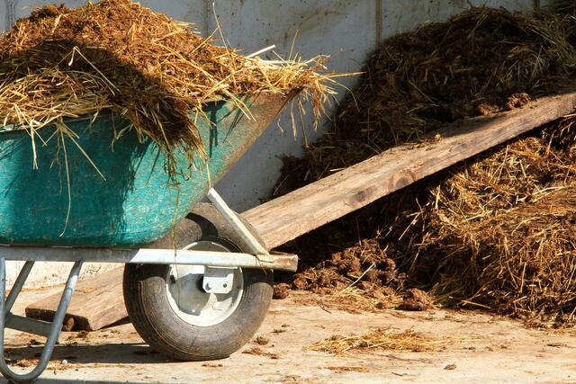 Auf dem Weg vom Anhänger in den Stall kam es zwischen einem Mann und einer Kalbin zu einem Vorfall.  | Foto: Foto: Fotolia/Steven Jamroofer