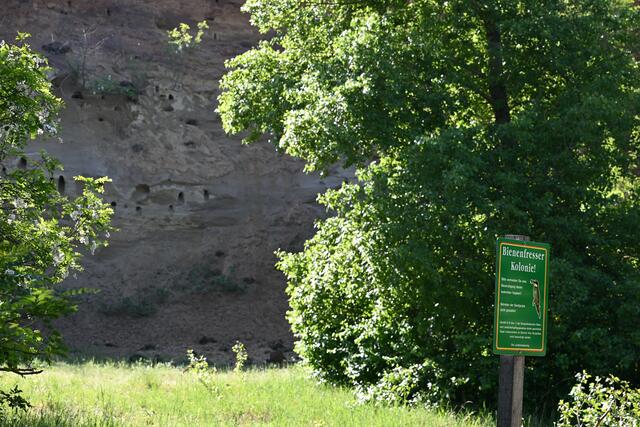 Ein paar Schritte von der Abzweigung von der Straße kommt man zur ersten Lösswand mit den Brutröhren