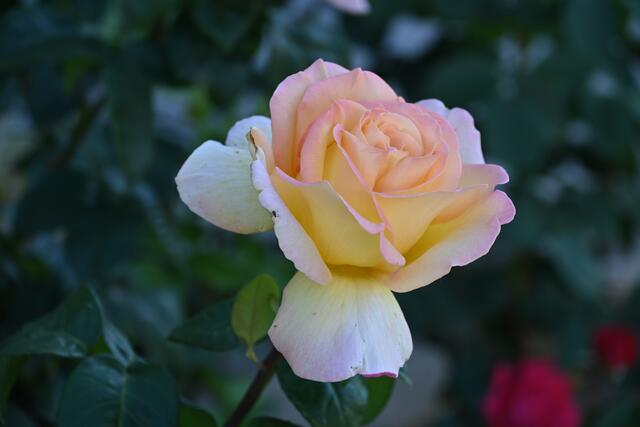 Schöne Rose in einem Vorgarten