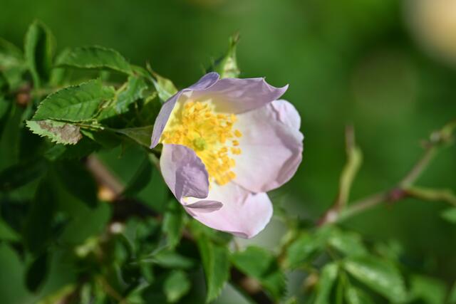 Heckenrose