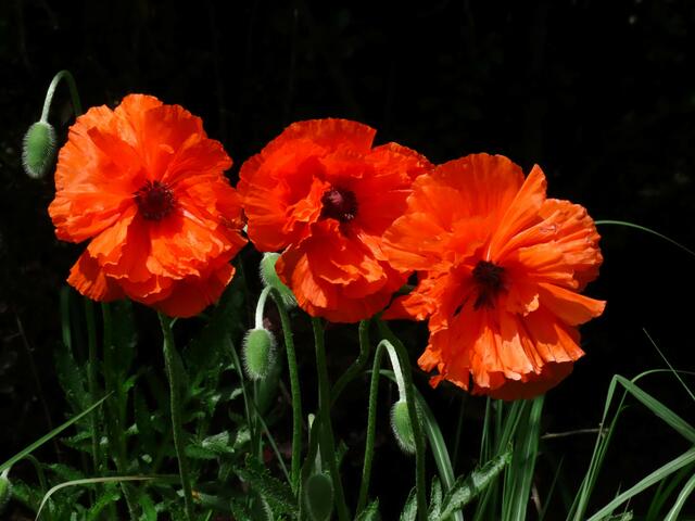 Foto: Alfred Schmutz