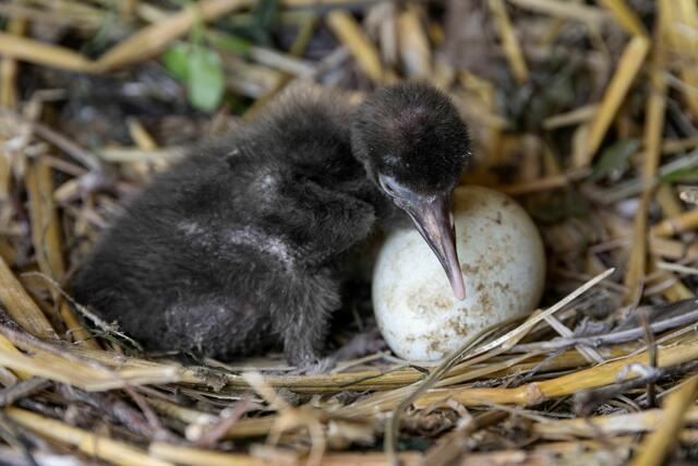 Das erste Waldrappküken dieser Saison ist Im Zoo Schmiding, in Krenglbach bei Wels, geschlüpft. Die Vogelart zählt zu einer bedrohten Art. | Foto: Zoo Schmiding/Peter Sterns