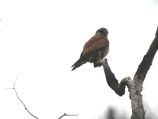 Und doch kam er noch - der Turmfalke. | Foto: Zuzana Kobesova 2024