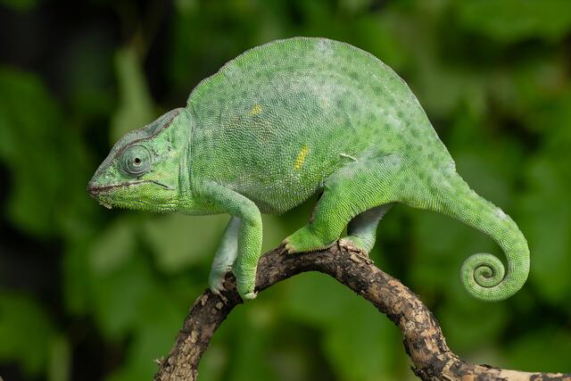 Im Tiergarten Schönbrunn dreht sich am Donnerstag, 9. Mai, alles um das Chamäleon.  | Foto: Daniel Zupanc