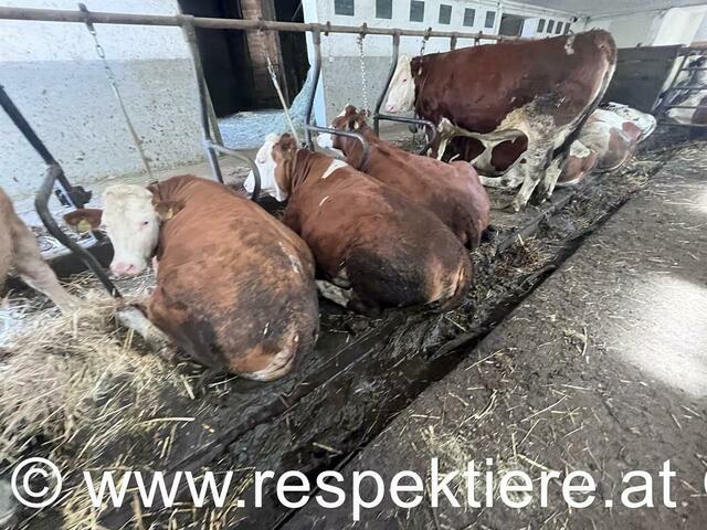 Foto: RespekTiere