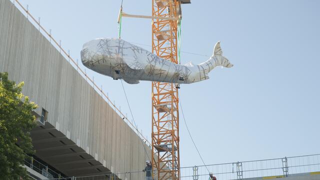 Die beiden Mitarbeiterinnen waren auch dabei, als Wal "Poldi" ins Wien Museum transportiert wurde.  | Foto: M. Spitzauer