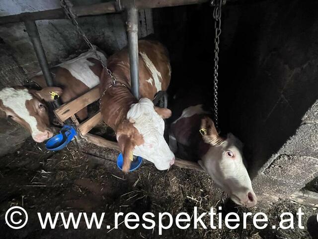Foto: RespekTiere