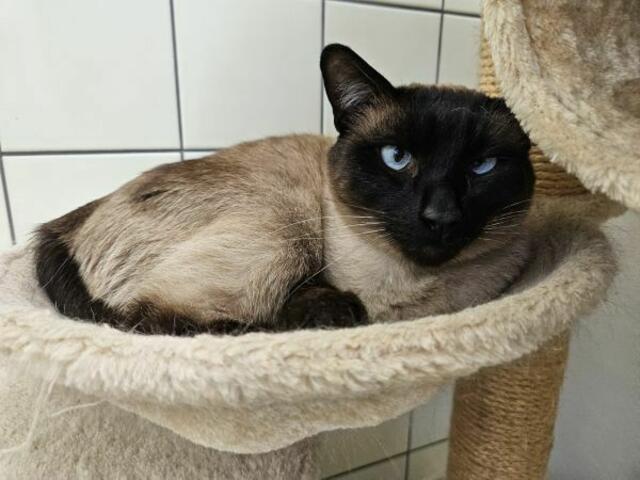 Luzi | Foto: TSV St. Pölten