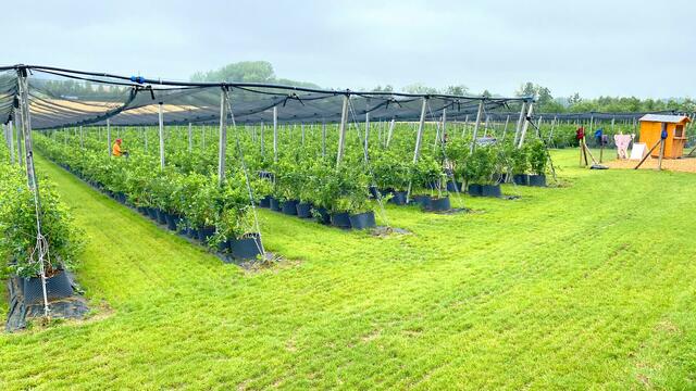 In Wels laden ab Juli die Felder des Heidelbeergartens zum Pflücken und Verweilen ein. | Foto: Heidelbeergarten Wels