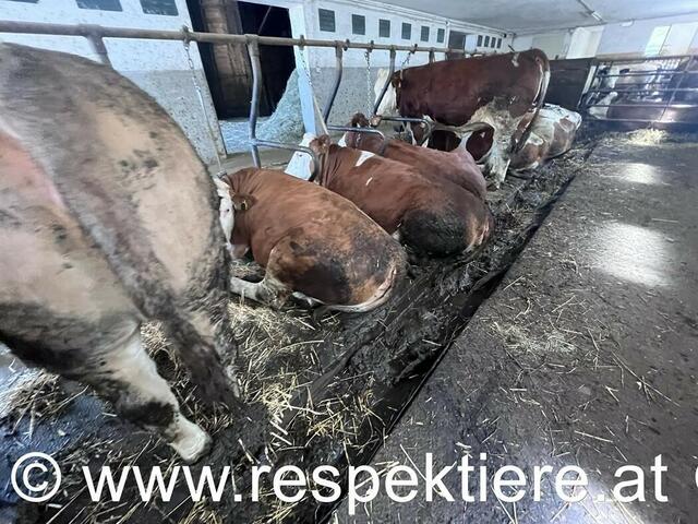 Foto: RespekTiere