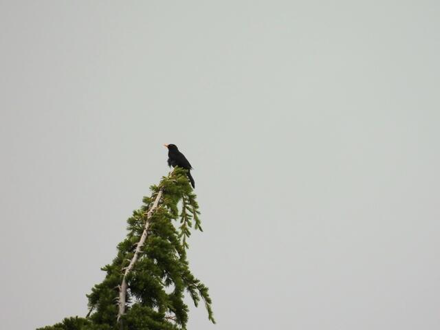Mein Revier - die Amsel steckt ihre Adresse ab | Foto: Zuzana Kobesova 2024