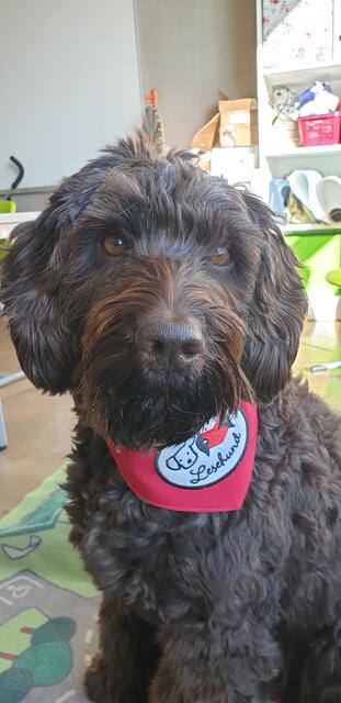 Als erster Lesehund von Graz hat der vierjährige Australian Labradoodle den Weg für diese neue Art der Leseförderung geebnet.  | Foto: Privat