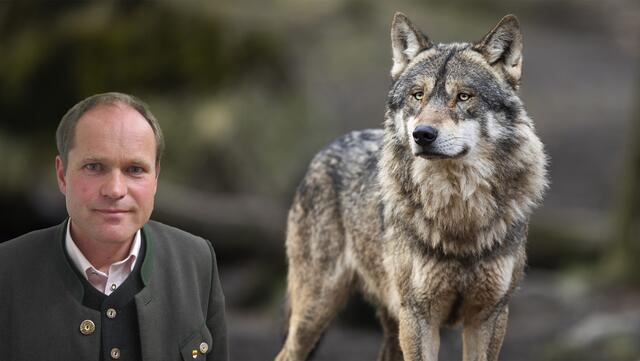 Großkirchheims Bürgermeister sieht die Rückkehr des Wolfes kritisch und hält auch nach einer Gerichtsverhandlung daran fest, dass das Wildtier gejagt werden darf. | Foto: Fotocollage MeinBezirk.at/Adobostock/Privat