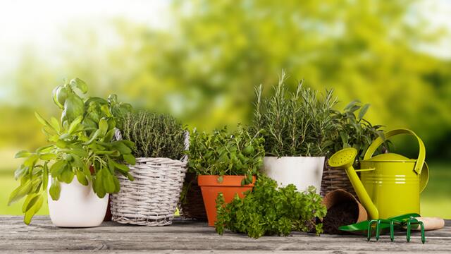 Dekorativ aber in erster Linie kostbar für Ihre Gesundheit und leckerer Bestandteil Ihrer Speisen sind sie – die Frühlingskräuter.