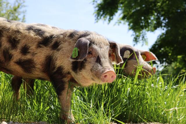 Der Linzer Zoo stellt die neuen Bewohnerinnen vor: Seit wenigen Tagen stehen die Ringelschwänzchen Jutta und Dorothea im Rampenlicht. | Foto: Zoo Linz