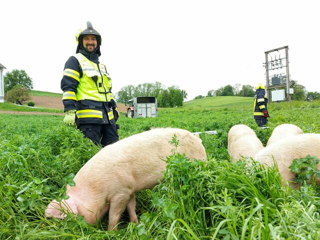 „Schweinischer“ Einsatz für die Feuerwehr Losensteinleiten. | Foto: FF Losensteinleiten