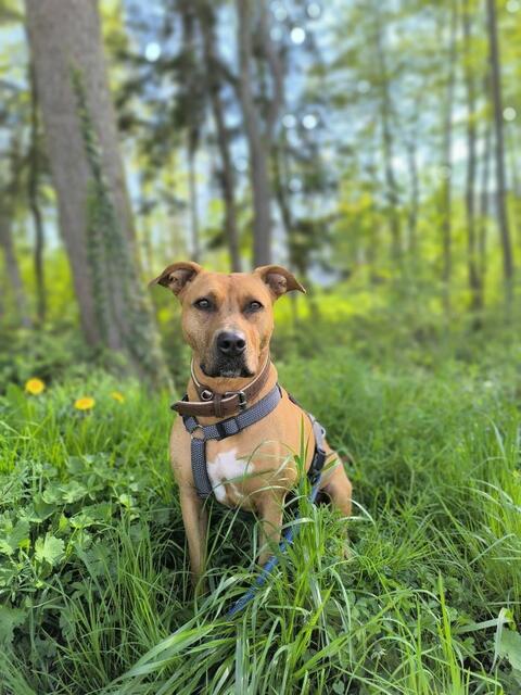 Sie ist so wunderhübsch! Und sucht endlich einen Menschen, bei dem sie ankommen kann! Wer hat ein Herz für Alma? | Foto: Arche