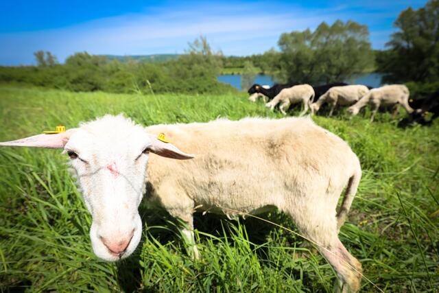 Fleißiger Mäh-Einsatz auf der Donauinsel dank der Inselschafe. | Foto: PID/Christian Fürthner