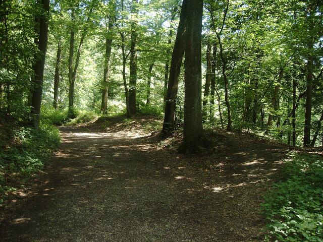 Wald an der Pferdebahntrasse; © F. Schwarz