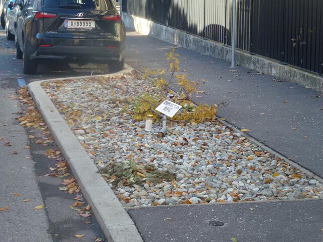 Der Birnenbaum wurde im November 2023 entfernt...