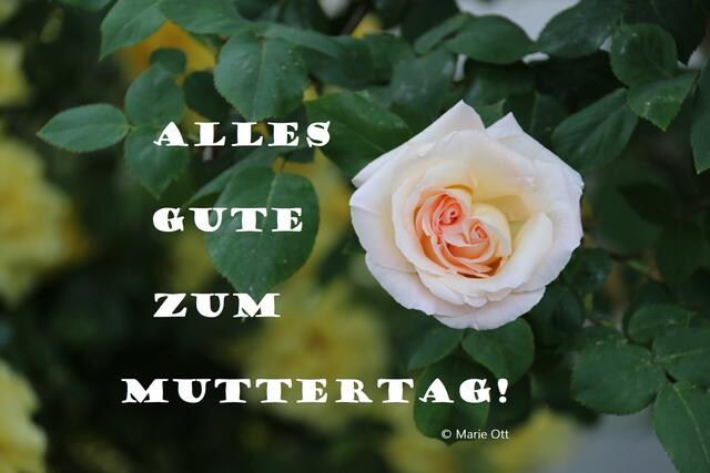 Alles Gute zum Muttertag