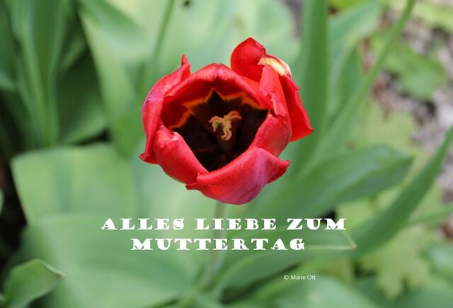 Gedicht Muttertag