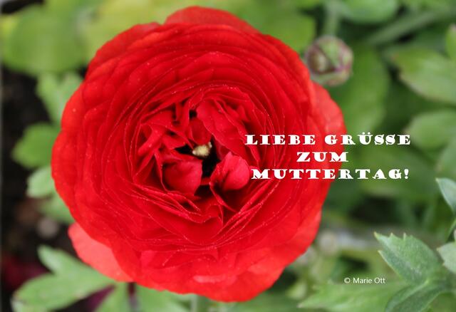 Ein Gedicht zum Muttertag