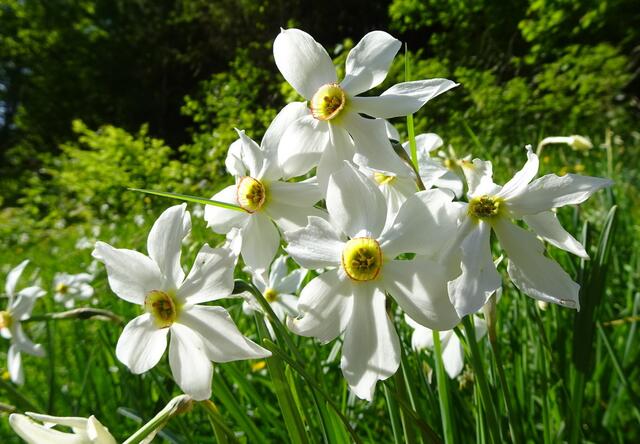 Im Mai blühen die Narzissen im Ybbstal, ein herrliches Naturschauspiel!