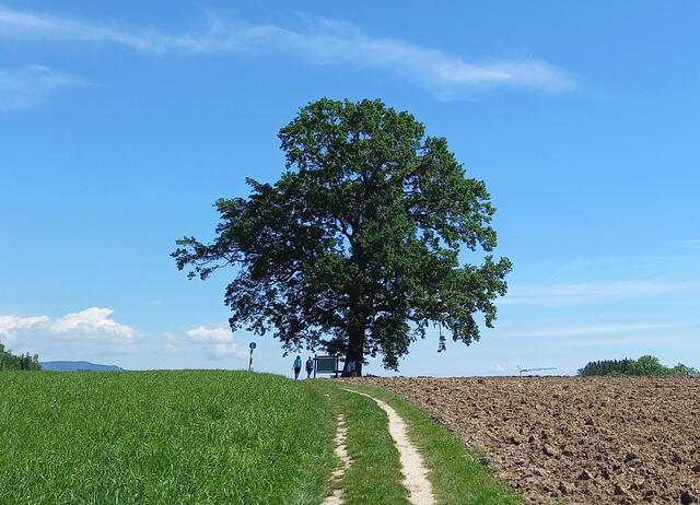 Ainringer Moos  | Foto: H.Bachinger 