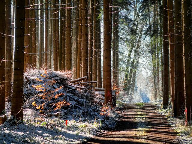 In den Aufforstungen sind ebenfalls Frostschäden an Jungpflanzen sichtbar. | Foto: pixabay