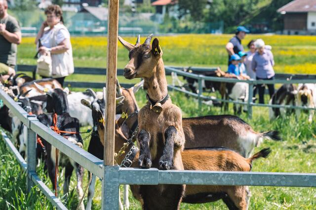 Foto: Pernsteiner
