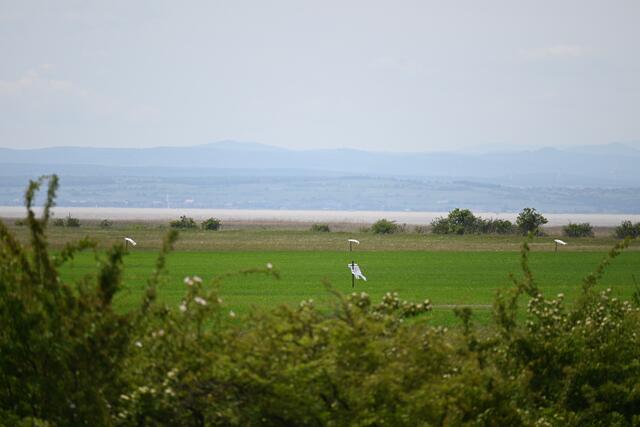 Vom Turm sehe ich den Neusiedler See