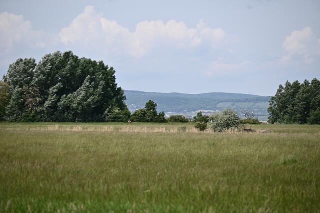 Auf der anderen Seite der Wiese verläuft der Radweg auf dem ich nach Weiden zurück gehe