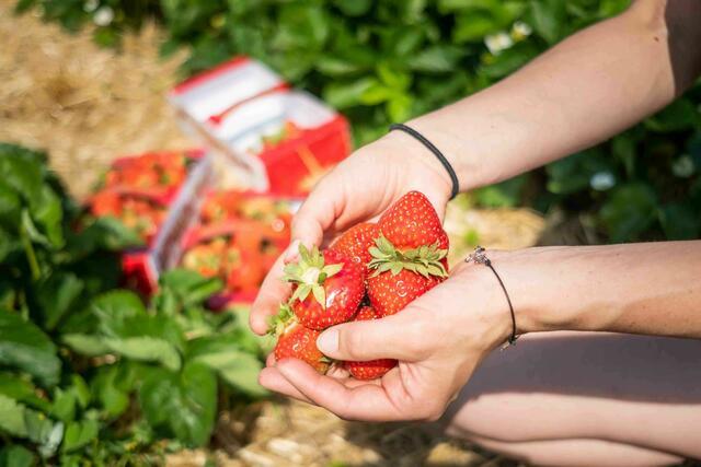 Steirische Erdbeeren sind bereits erhältlich – auch die Erdbeerfelder für Selberpflücker stehen in den Startlöchern. | Foto: LK/Danner